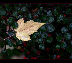 Rainy Day Leaf Captured in Berry Bush