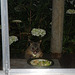 possums at window 1