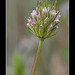 Another View: Foothill Clover Standing Up (other views below)