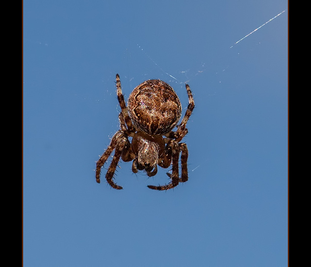 Orb Weaver Next to the Rogue River