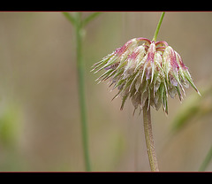 Foothill Clover: The 147th Flower of Spring & Summer!