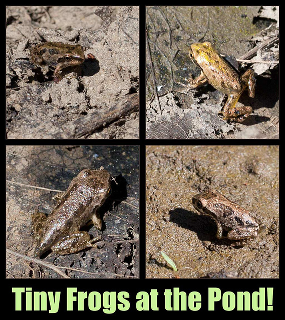 Tiny Pacific Tree Frogs at the Pond