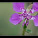 Diamond Clarkia: 149th Flower of Spring & Summer! (3 more pix below!)
