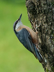 Nuthatch watching