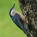 Nuthatch watching