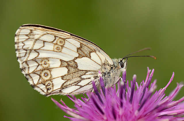 Female Marbled White Detail
