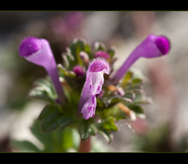 The 160th Flower of Spring & Summer: Henbit Deadnettle (2 pictures below)