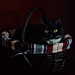 basket cat