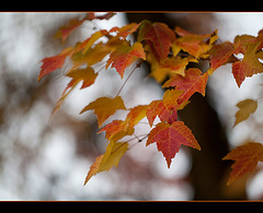 Autumn Beauty at Palmerton Arboretum