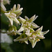 Poison Oak Blossoms: The 89th Flower of Spring & Summer!