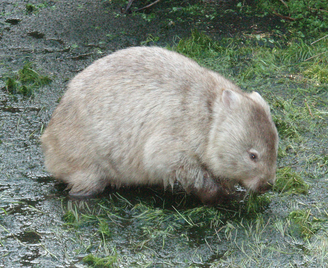 water wombat close up