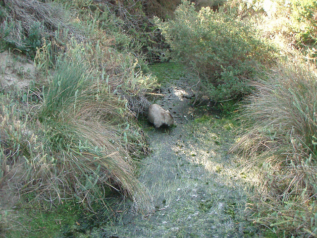 water wombat