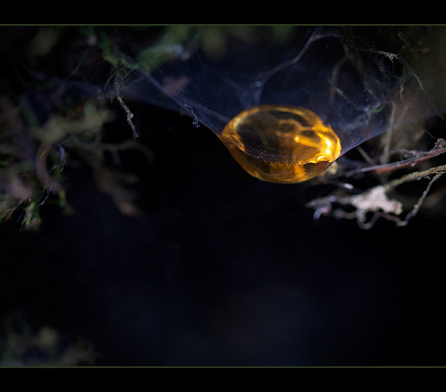 Resin Droplet Caught in Web!!