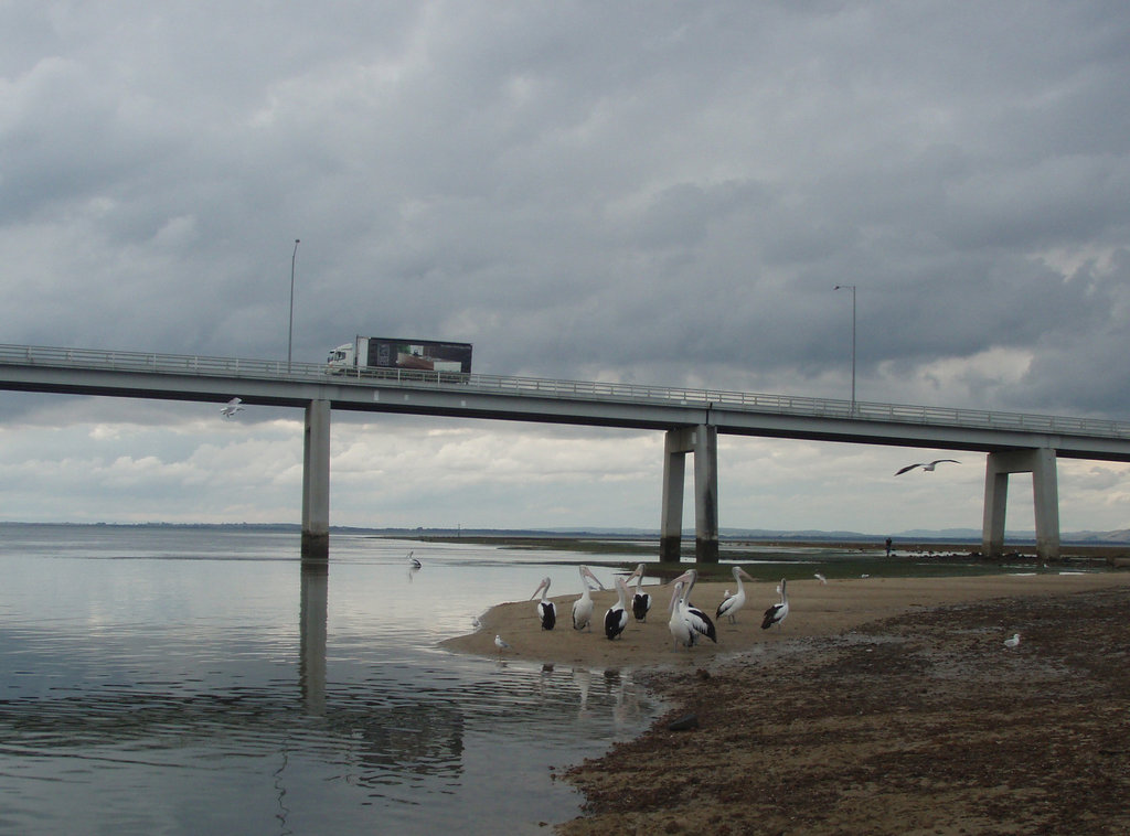 pelicans under Philip Island bridge