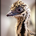 Adorable Emu Chick