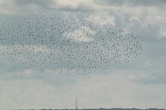 Starling Swarm