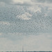 Starling Swarm