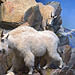 Mountain Goats Diorama – Carnegie Museum of Natural History, Pittsburgh, Pennsylvania