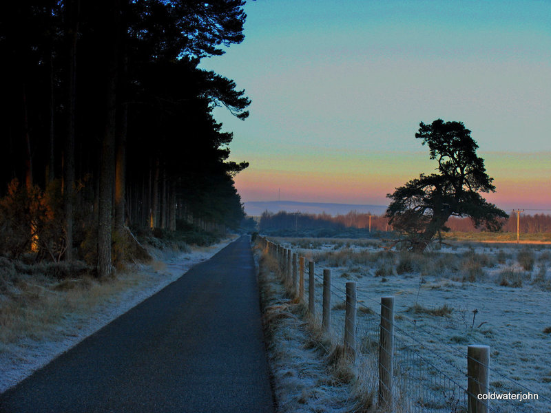 Old Scots Pine on a frosty winter afternoon