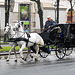Horses and carriage