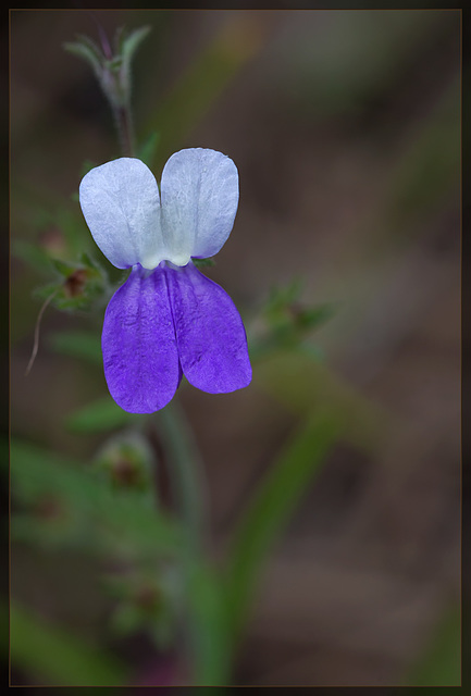 Sticky Blue-eyed Mary: The 87th Flower of Spring & Summer!