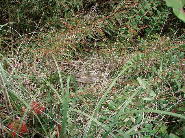 tiger snake by the pond