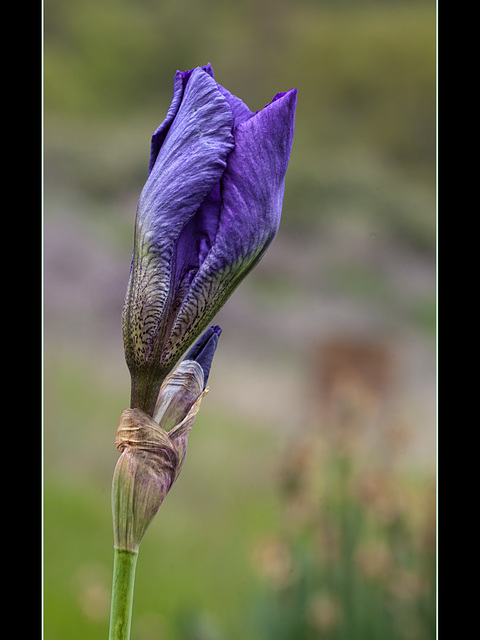 Bearded Iris: Beginning to Open