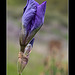 Bearded Iris: Beginning to Open