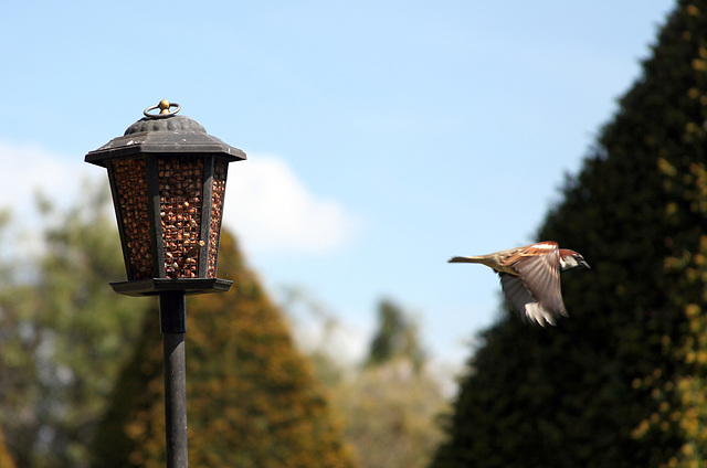House Sparrow, Wiltshire