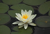 Water Lily or Lotus
