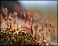 Sporophyte Villagers Sing Outloud: Happy Independence Day and Happy Birthday Joe!