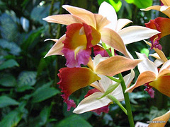 Sarasota Marie Selby Botanical Gardens 0ne of the finest in the USA with the world's largest living collection of orchids...