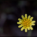Greene's Hawkweed: The 84th Flower of Spring & Summer!