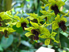 Sarasota Marie Selby Botanical Gardens 0ne of the finest in the USA with the world's largest living collection of orchids...