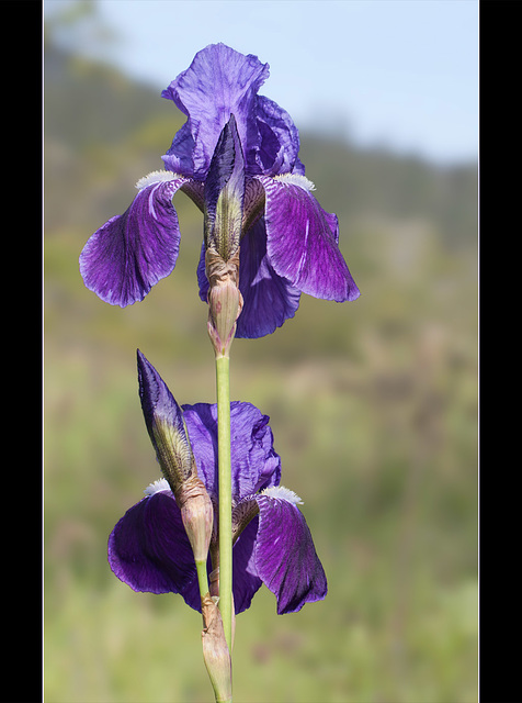 Bearded Iris: In Full Bloom