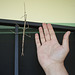 stick insect on door