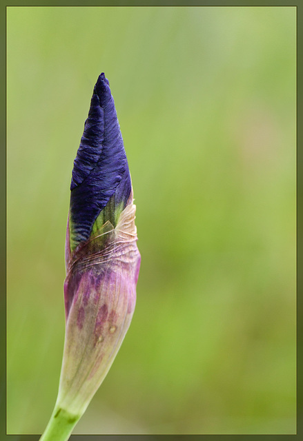Bearded Iris: The 85th Flower of Spring & Summer!