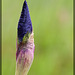 Bearded Iris: The 85th Flower of Spring & Summer!