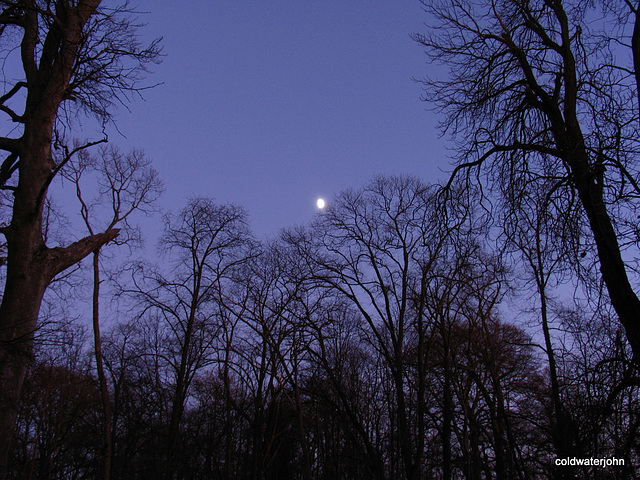 Bellie Woods by moonlight, near Fochabers Bridge