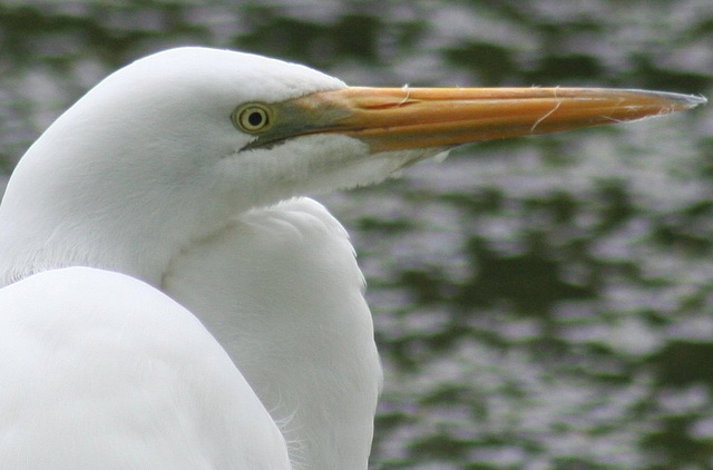 Great White Egret Closeup