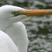Great White Egret Closeup
