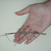 stick insect on Ad's hand
