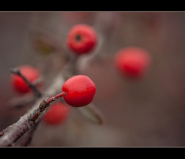 Gorgeous Red Berries