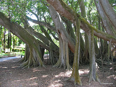 img 1344 - The Banyan Tree