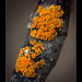 Common Orange Lichen is Uncommonly Beautiful to Me! :D