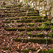 mossy steps at Killerton