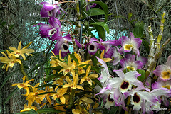 Glasgow Botanical Gardens Orchid House