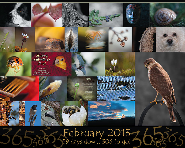 365 Project: February Collage