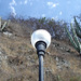 Cactus et lampadaire / Cactus y farola / Cactus and lamppost.