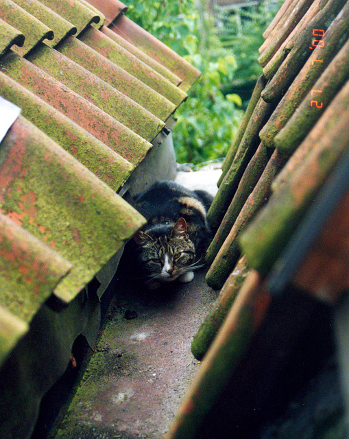 Cat in a gutter